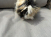 Very handsome long haired baby Guinea pigs.