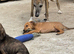 Bedlington terrier cross whippet pups