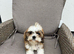 1 beautiful Shih Tzu puppy available to go today