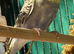 Beautiful 9 week old budgies available