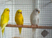 Lovely budgies available