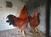 New Hampshire red Bantams