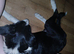 Border Collie puppy for sale