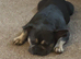 Male french bulldog