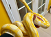 SD Reticulated Python