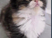 REDUCED Persian x Maincoon