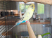 Young budgies