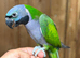 Derbyan parrot