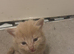 3 kittens for sale very fluffy, playful and cuddly one grey and white one ginger and one cream colour kitten