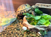 Male tortoise for sale
