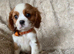 Cavalier King Charles puppies available