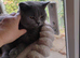 Blue bsh male
