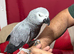 Congo African grey Glasgow