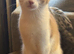 3 month old kittens £20