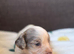 Male springer spaniel puppy for sale