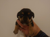 Beautiful jack Russell puppies