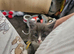 Maine coon ragdoll kittens