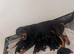 Rottwilwer puppy’s