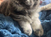 chow chow puppies