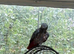 African grey parrot