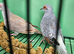 Adult pair diamond doves