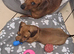 Miniature dachshund girl pra clear