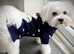 KC REGISTRED Maltese for stud
