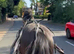 Rolo 4yr old Irish draught x cob gelding