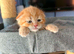 Scottish Fold X Ginger Boy