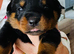 Rottweiler puppies for sale