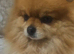 Pomeranian puppy