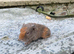 Teddy sows