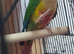 Pineapple Conure Ready to Breed