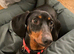 2 year old Dachshund to a good home