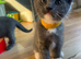 4 left beautifull kittens. Readynow :) looking forever homes