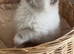 Stunning active female ragdoll available