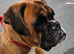 Boxer female needs new home