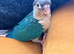 Hand reared baby Green cheek conure