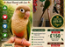 Cinamon conure, rehoming