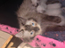 Ragdoll cross Siamese kittens ready for new homes