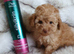 KC registered Toy Poodle puppies ready now