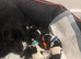Cocker spaniel puppies