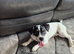6 month old jack russel