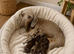2 BEAUTIFUL BOYS LEFT beautiful miniature dachshund puppies