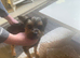 Yorkshire terrier boy