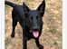 Skye 7 month Sheprador