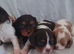 Chocolate cavalier king charles spaniel puppies