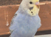 Beautiful baby budgies