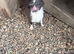 Gorgeous jack x chihuahua