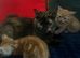 2 ginger kittens for sale